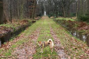 Waarom een hond goed is voor je gezondheid